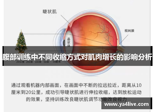 腹部训练中不同收缩方式对肌肉增长的影响分析